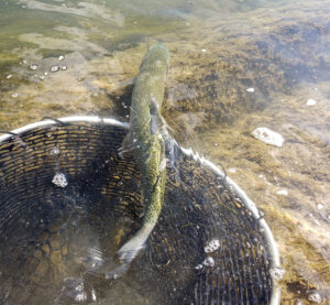 fly fishing trout being released into bow river